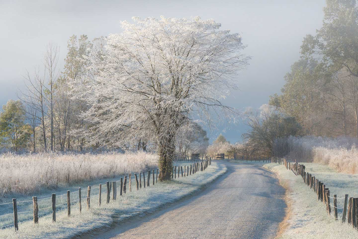A Frosty Morning Limited Edition Print