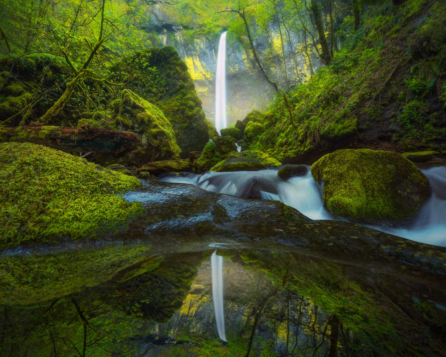 Rainforest Reflection Limited Edition Print